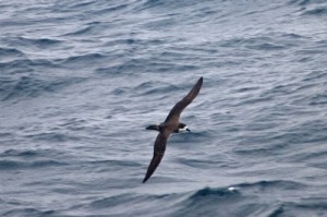Dark Rumped Petrel ©Todd McGrath
