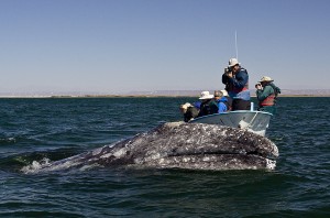 Gray whale @ Lee Morgan