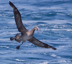 © Tom Blackman