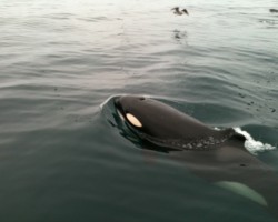 orca no fin orca no fin