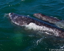 gray whale cow and calf @ Charles Howell