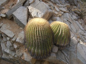 cactus twins