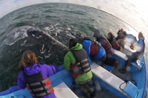 Us and gray whales © Chris Shields