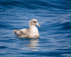 Northern Fulmar©Tom Blackman Northern Fulmar©Tom Blackman