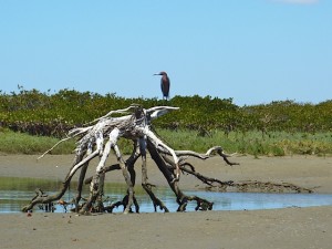 reddish egret © Valerie VoHa