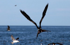 frigatebird.leemorgan