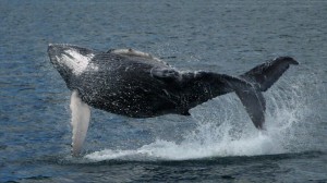 fullhumpback.johnhunter