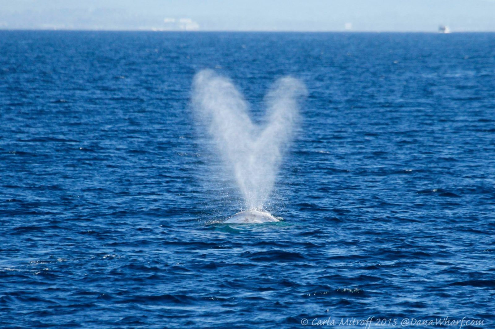 Whale s Blow Bajawhale whale-s-blow-bajawhale