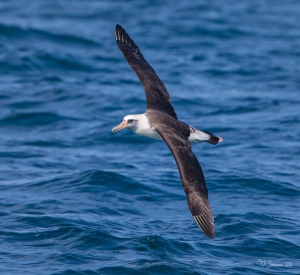 Laysan Albatross
