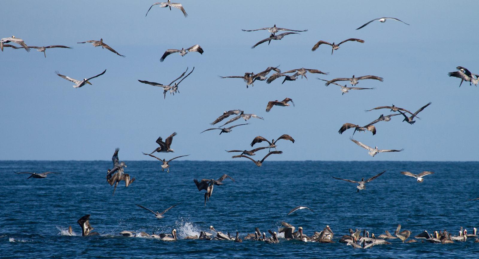 pelagic birding tours bajawhale com pelagic birding tours bajawhale com