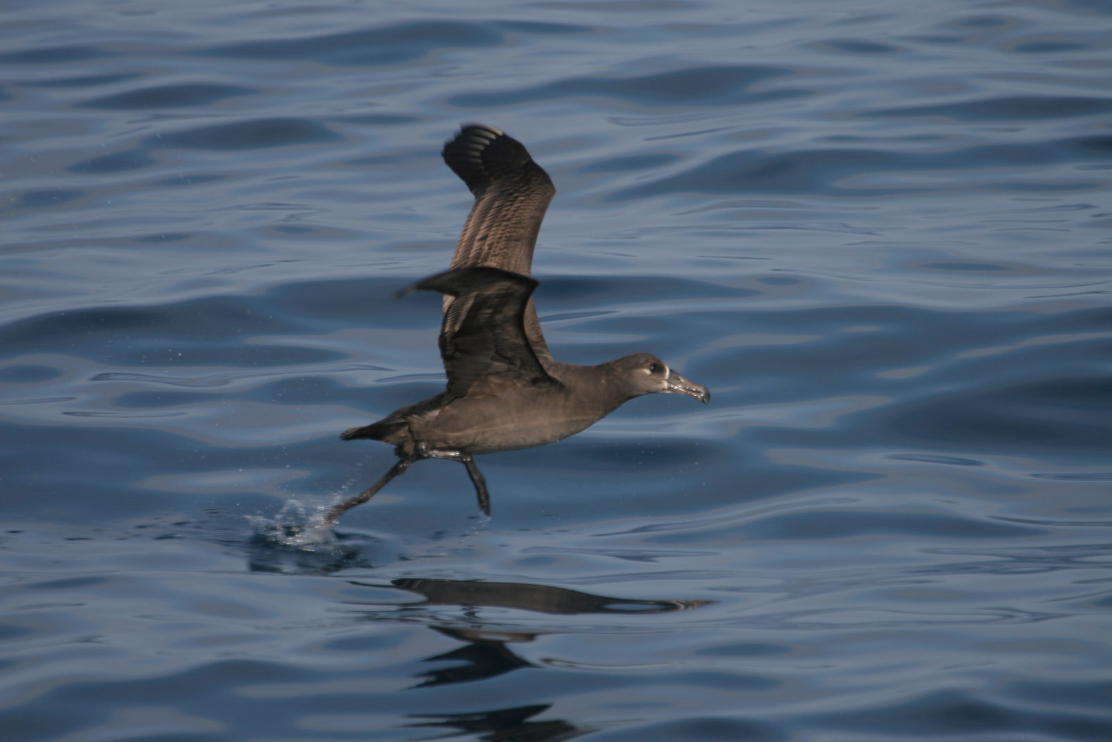 pelagic birding tour in september bajawhale com pelagic birding tour in september bajawhale com