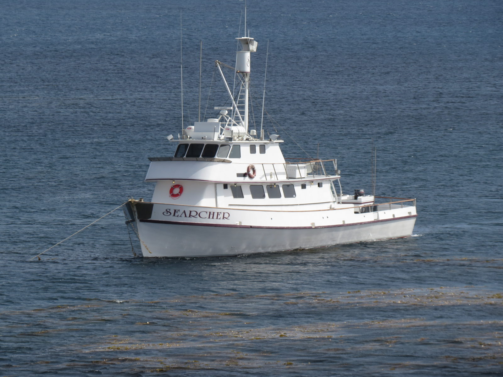 Pelagic Birding Tours