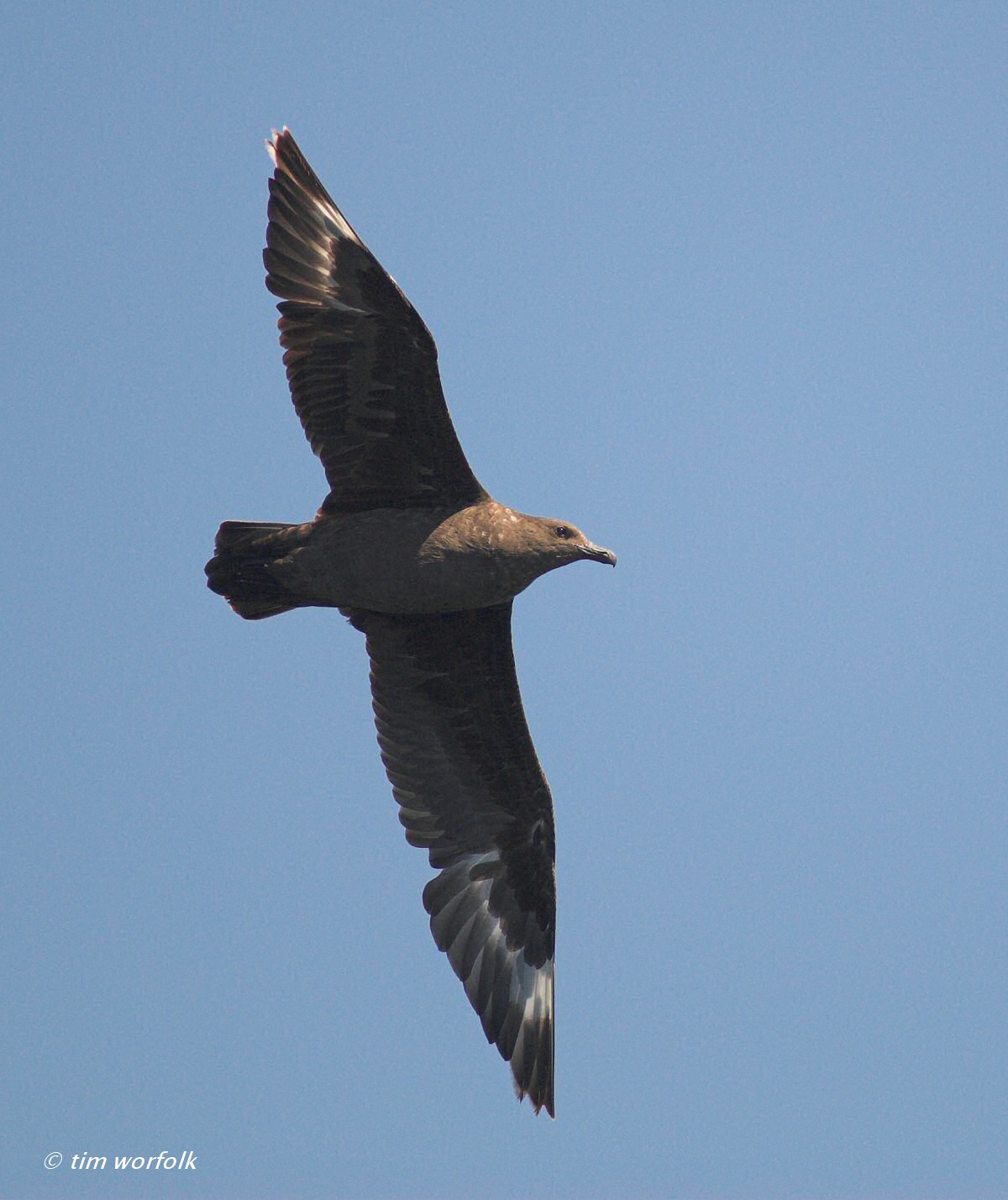 pelagic birding trip report sept 5 9 2011 bajawhale com pelagic birding trip report sept 5 9 2011 bajawhale com