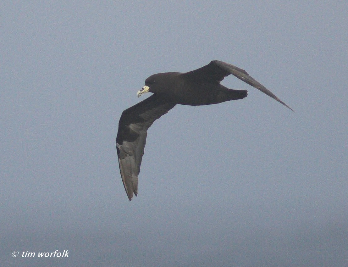 pelagic birding tour sep 5 9 2011 bajawhale com pelagic birding tour sep 5 9 2011 bajawhale com