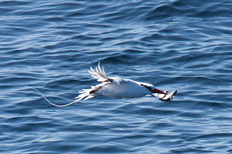 quick review of pelagic birding trip by todd mcgrath quick review of pelagic birding trip by todd mcgrath