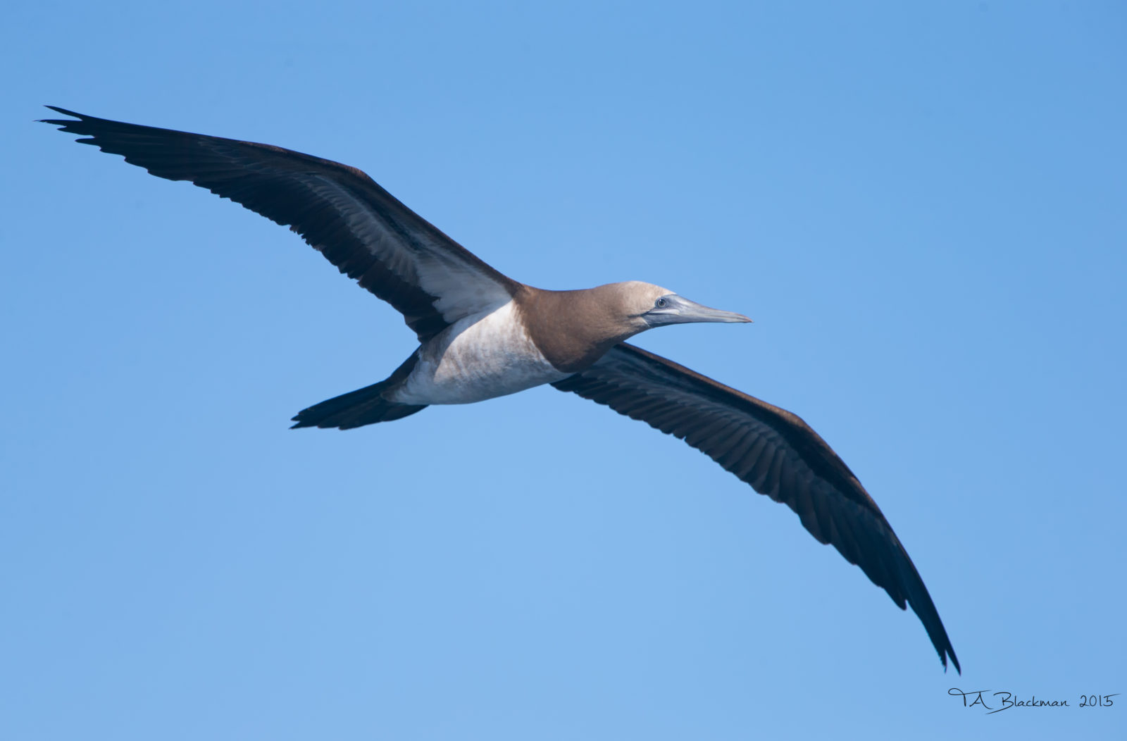 pelagic birding tour day 4 bajawhale com pelagic birding tour day 4 bajawhale com