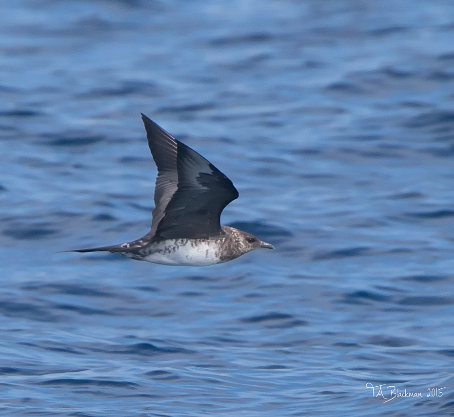 pelagic birding tours bajawhale com pelagic birding tours bajawhale com