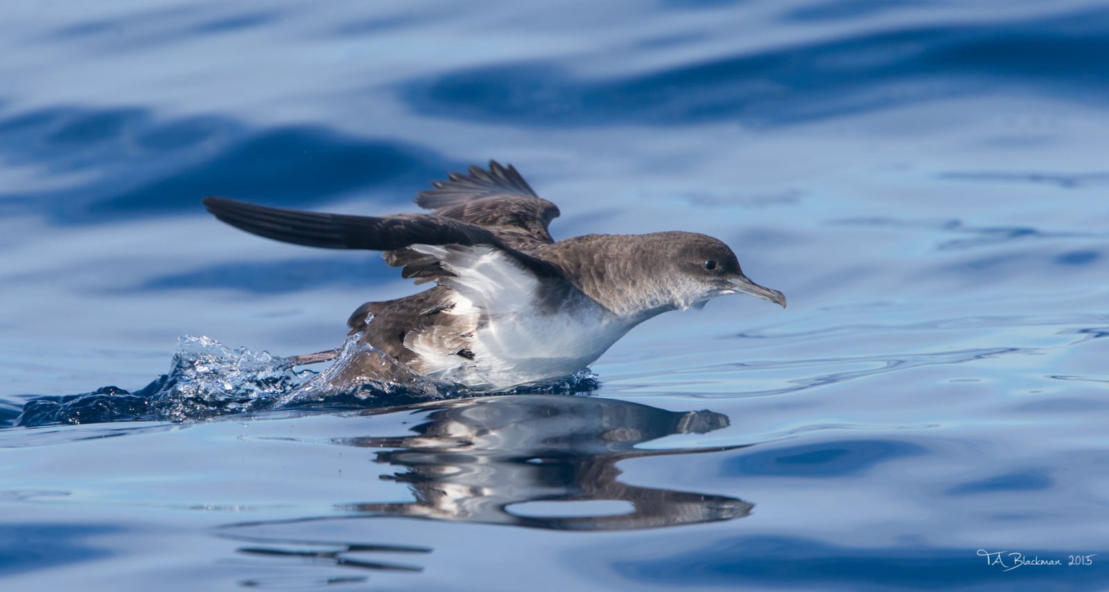 Pelagic Birding Tours