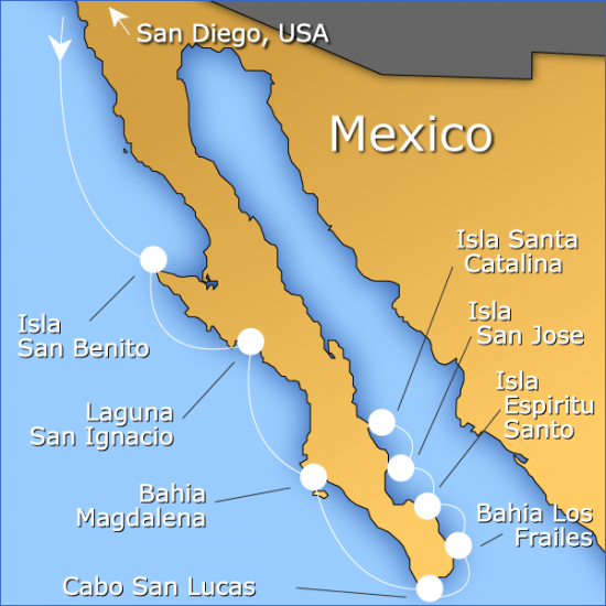 Baja Whalewatching Tours - Bajawhale.com