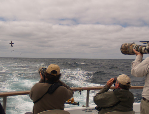 2017 Pelagic Birding Tour available for booking!