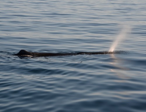 Rob-servations #8 Sperm whale identification