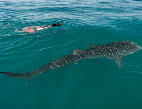 NEW in 2016 – Whale Shark Encounters!