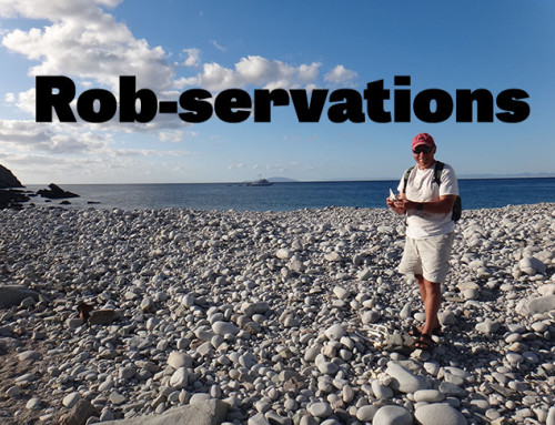 Rob-servations #12: Guadalupe Fur Seals