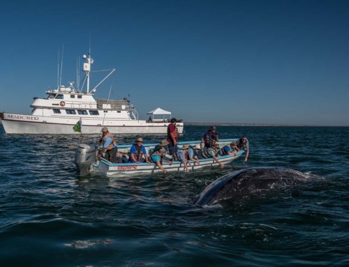 Join this special April Baja whalewatching tour!