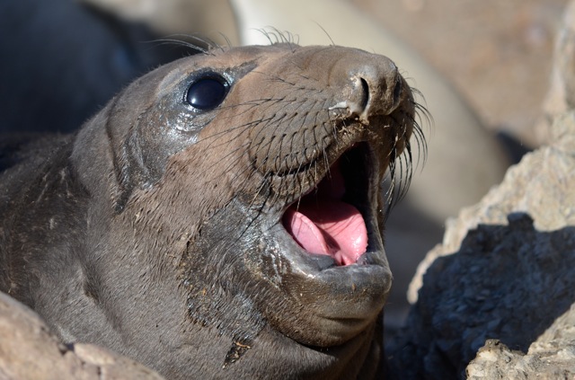 Image result for Northern Elephant Seal mouth open