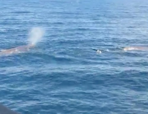 A very special sighting in Sea of Cortez (April 1, 2018)