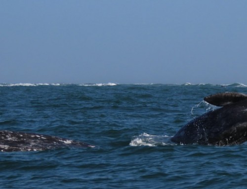 Leap Day on the Ocean!