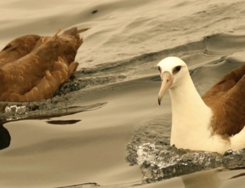 Still Time to Bid for Spot on 5-day Pelagic Birding Tour!