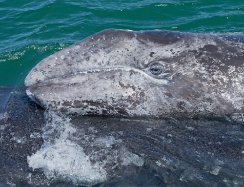 Steven Swartz, gray whale expert, on Zoom presentation!