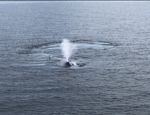 Paper just Published about “Flue,” the blue/fin whale!