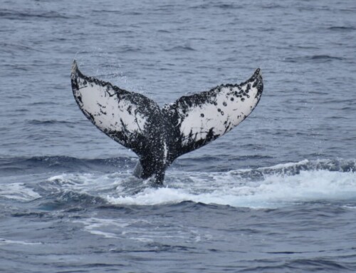 2023 Baja Whalewatching Tour #4 Offshore Cabo San Lucas (March 30)