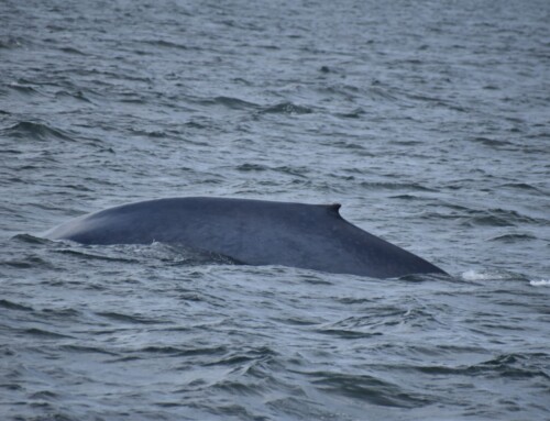 2023 Baja Whalewatching Tour #4 Offshore Bahia Magdalena (March 29)