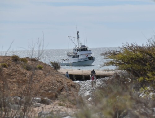 2023 Baja Whalewatching Tour #4 Sea of Cortez (April 3)