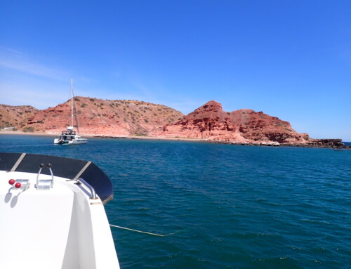 2023 Baja Whalewatching Tour #4 Sea of Cortez (April 1)