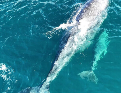 Gray Whale Counts on 13 February: Laguna San Ignacio
