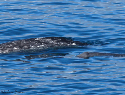 Gray Whale Counts on 18 January: Southern California and Laguna San Ignacio