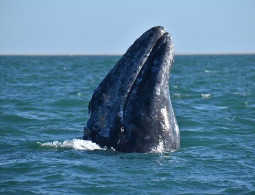 2024 Baja Whalewatching Tour (Feb 15-26) Laguna San Ignacio