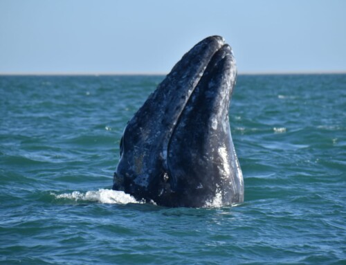 Gray Whale Counts on 25 February: Laguna San Ignacio