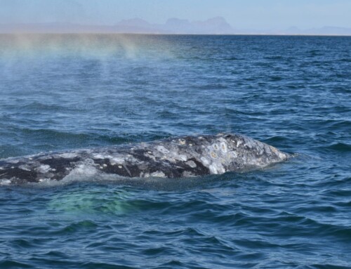 Gray Whale Counts on 20 February: Laguna San Ignacio
