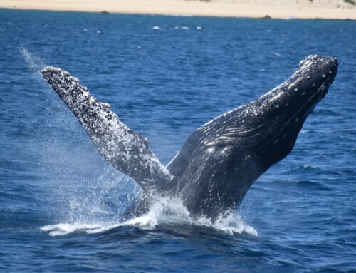 2024 Baja Whalewatching Tour: offshore Cabo San Lucas (Feb 15-26)