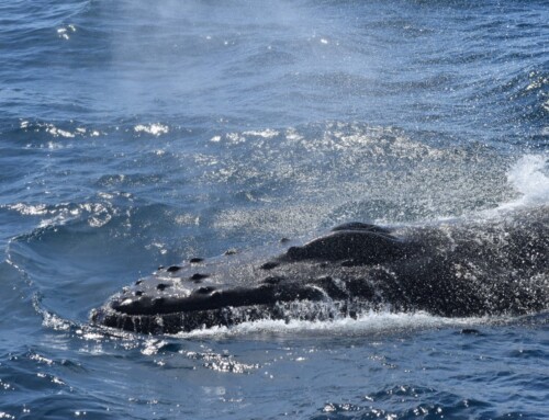 2024 Baja Whalewatching Tour: Bahia Magdalena (Feb 15-26)