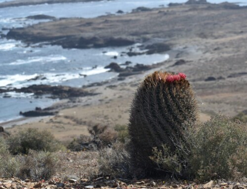 2024 Baja Whalewatching Tour (Mar 16-25) Islas San Benito