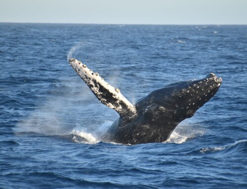 2024 Baja Whalewatching Tour (Mar 16-25) Bahía Magdalena