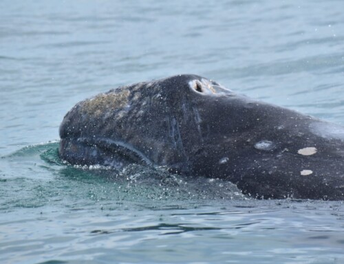 2024 Baja Whalewatching Tour (Mar 16-25) Laguna San Ignacio