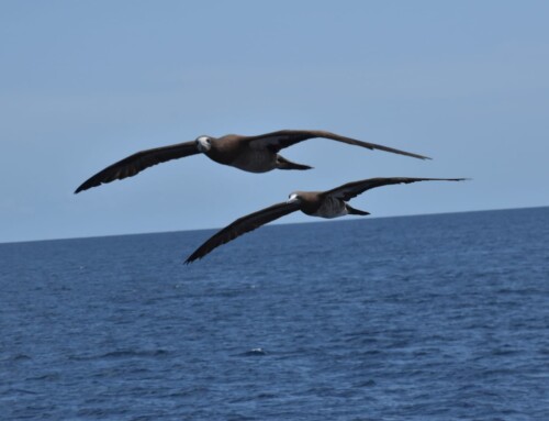 2024 Baja Whalewatching Tour (Mar 1-12) Isla San Jose area