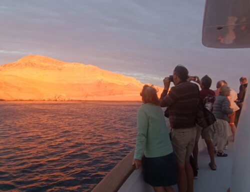 2024 Baja Whalewatching Tour (Mar 16-25) Sea of Cortez